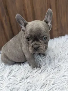 Francia bulldog - Richie