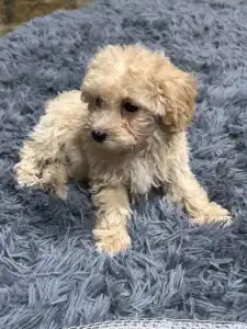 Maltipoo - Alex
