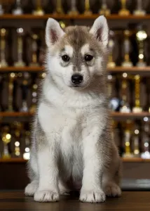 Szibériai husky - White