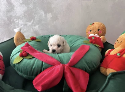 Bichon frisé - Arya
