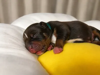 Amerikai Bully - Standard - Huckleberry 