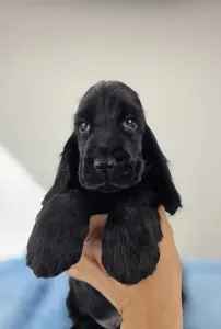 Английский кокер-спаниель - Silent Knight