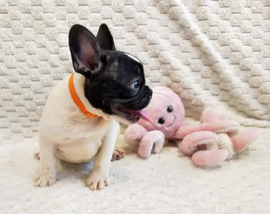 French Bulldog - Christmas Dragons Eleanor