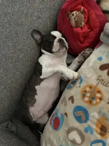 Boston Terrier - Yumba Nero Di Angelo