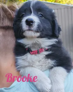 Border Collie - Brooke