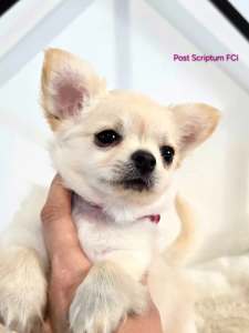 Chihuahua - Back To The Future