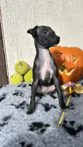 Italienisches Windspiel - Emma