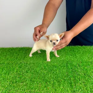 Chihuahua - Pinky