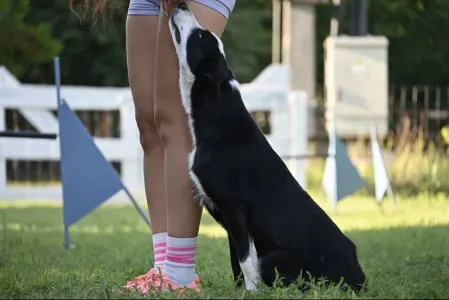 Border Collie - Graham