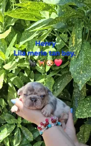 Francia bulldog - Henry