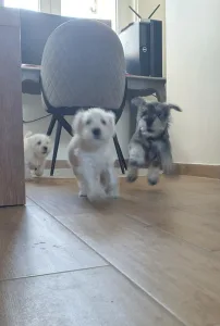 Törpe schnauzer - Genuine