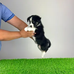 Australian Shepherd - Vox