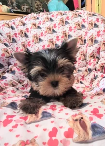 Yorkshire Terrier - Taboo (kisméretű / Small Size)