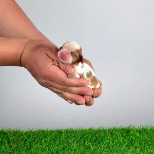 Cavalier King Charles Spaniel - Katie