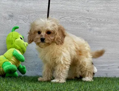 Cavapoo - Ecco ( Toy Size )