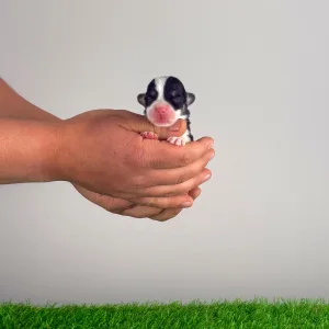 Pembroke Welsh Corgi - Yeska