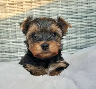 Yorkshire Terrier - Spencer