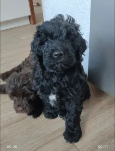 Portugál vízikutya - Balthazar Royal Black Stella Maris