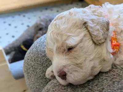 Lagotto romagnolo - Ürömi Szarvasgombász Jaffa