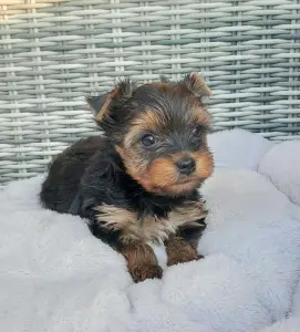 Yorkshire Terrier - Spencer