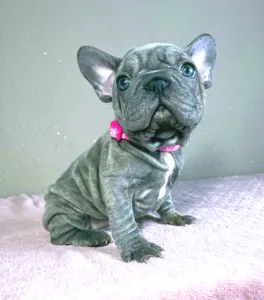French Bulldog - Teresa