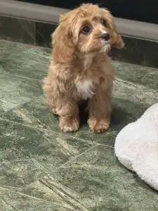 Cavapoo - Mici