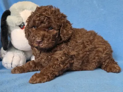 Cavapoo - Milka