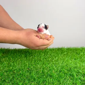 Biewer teriér - Oliver