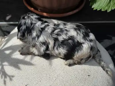 Cavapoo - Merida