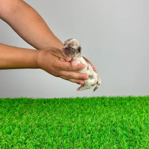 Chihuahua - Karos