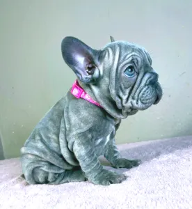 French Bulldog - Teresa