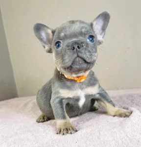 French Bulldog - Naomi