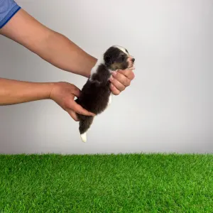 Australian Shepherd - Djambo