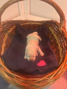 Labradorský retrívr - Heroes Of Kelly Pandora