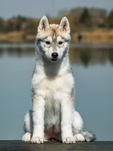 Siberian Husky - Saint Michael Island The Winner Takes It All