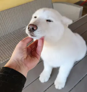 Siberian Husky - Rubin Of Polar Moonlights