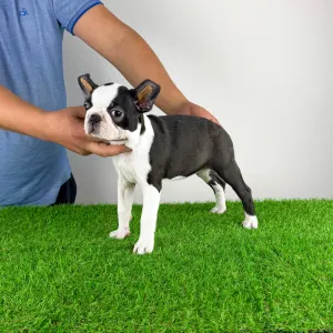 Boston Terrier - Dolores