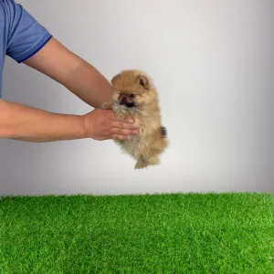 Szpic miniaturowy - Wina