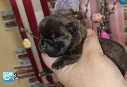 French Bulldog - Raul