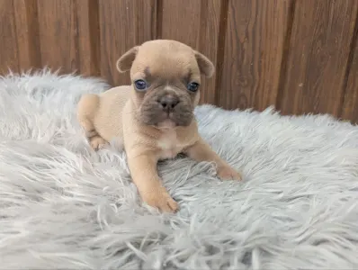 French Bulldog - George