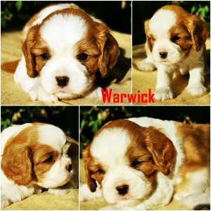 Cavalier King Charles Spaniel - Warwick