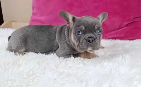 French Bulldog - Victor