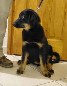 Hovawart - Buda Side Caroll Christmas 