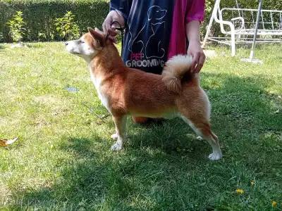 Shiba - Beauty Of The East Akeno