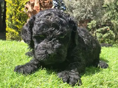 Cavapoo - Zorro