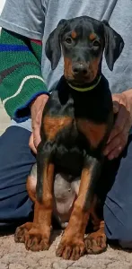 Dobermann - Irina