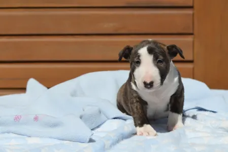 Miniature Bullterrier - Nathan