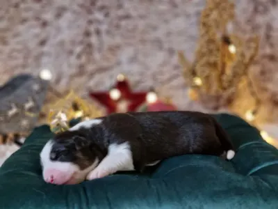 Australský ovčák - Dagny