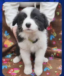 Border Collie - Beverly