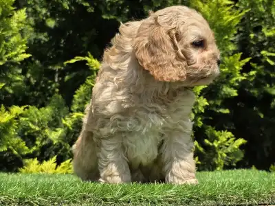 Cavapoo - Benjamin